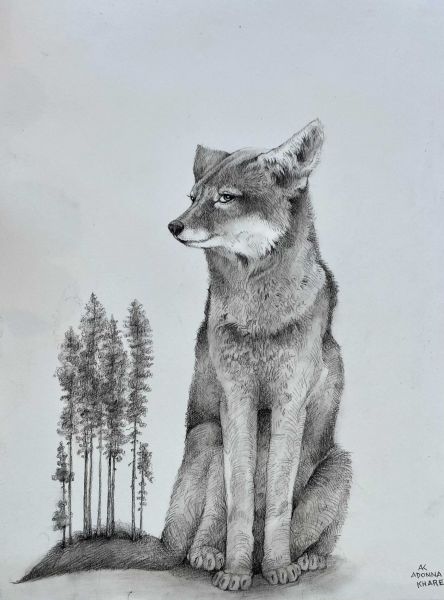 wolf sitting drawing